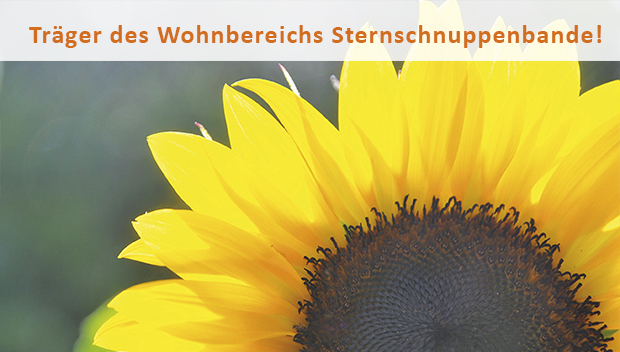 Sonnenblume _Für Sie da